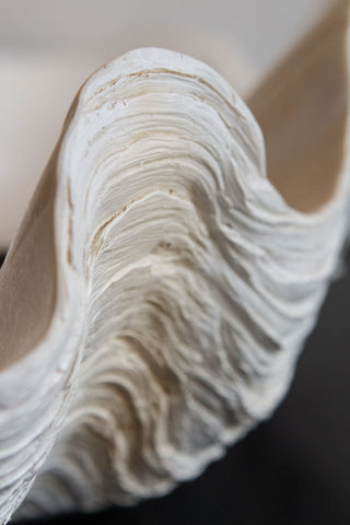 Detail image of the Large White Clam Shell Display Dish. 
