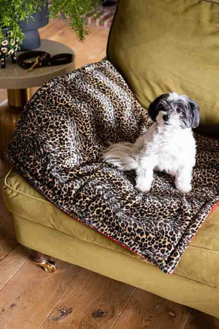Leopard print dog blanket on a sofa, with a black and white dog sitting on it. 
