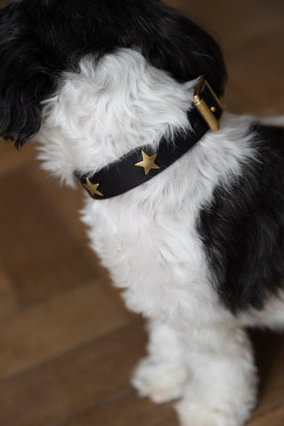 Image of the Black Leather Dog Collar With Stars - 5 Available Sizes