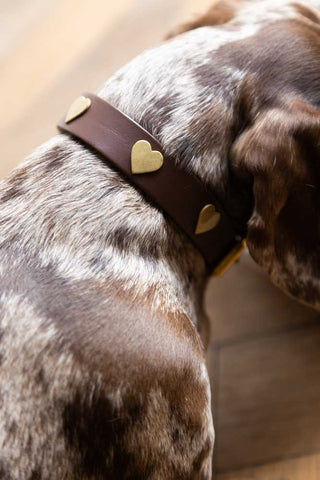 Detail image of the Brown Leather Dog Collar With Hearts - 5 Available Sizes