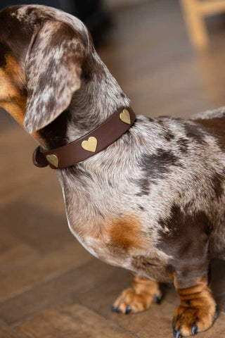 Image of the finish for the Brown Leather Dog Collar With Hearts - 5 Available Sizes
