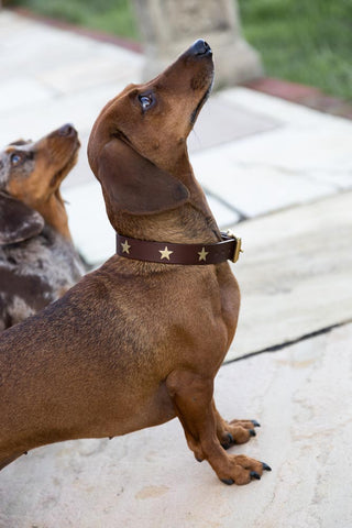 Detail image of the Brown Leather Dog Collar With Stars - 5 Available Sizes