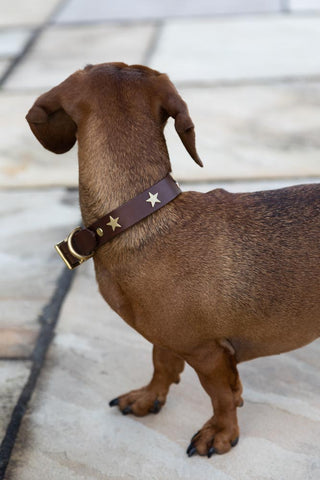 Image of the finish for the Brown Leather Dog Collar With Stars - 5 Available Sizes