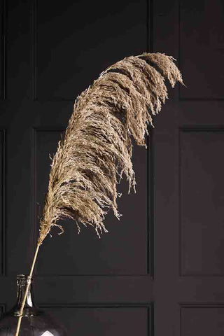 Image of the Brown Pampas Stem