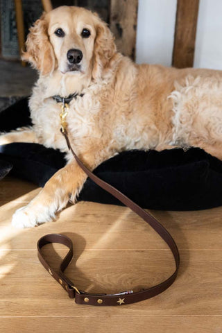 Image of the Dark Brown Leather Dog Lead With Stars