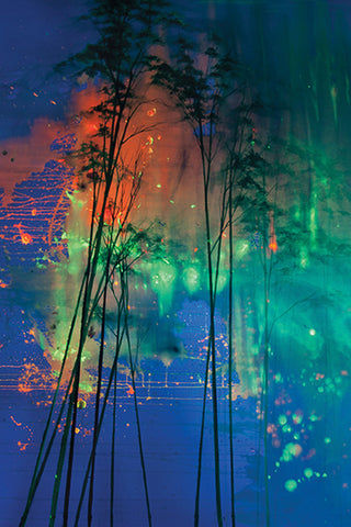detail image of elli popp see into the trees wallpaper - nighttime orange and green northern lights with black tree silhouettes and blue background