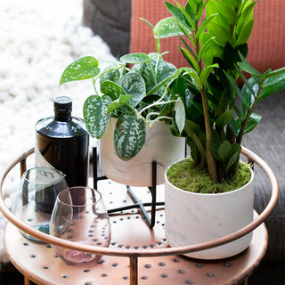 How To Keep Your Houseplants Happy With The Little Botanical