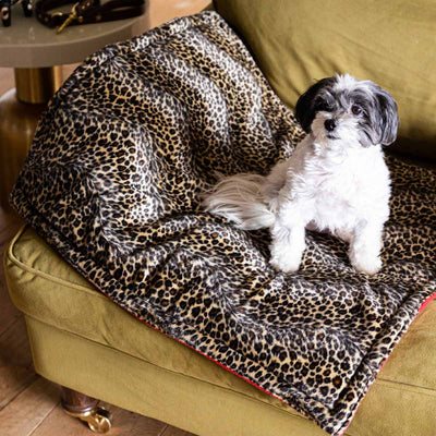 A small dog sitting on a leopard print pet blanket on a sofa.