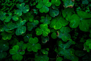 A close up image of a field of clover leaves; There are green and lush in colour. 