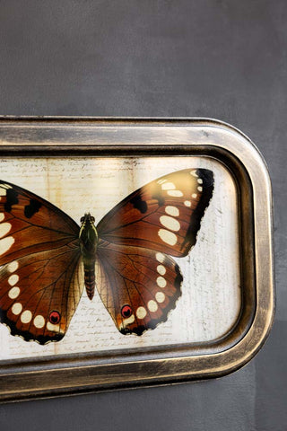 Close-up of the Vintage-Style Butterfly Framed Wall Art on a dark wall.
