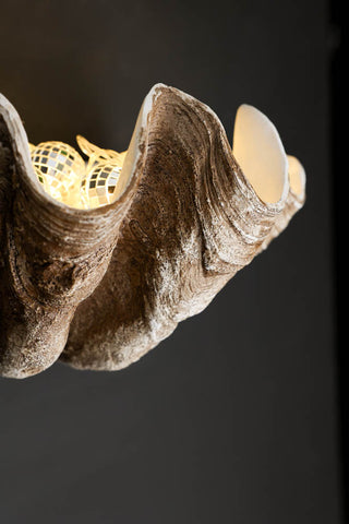 Clam Shell Wall Shelf