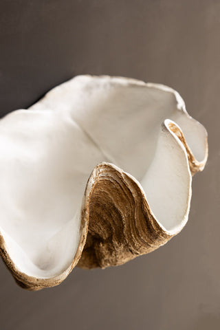 Close-up image of the Clam Shell Wall Shelf from above