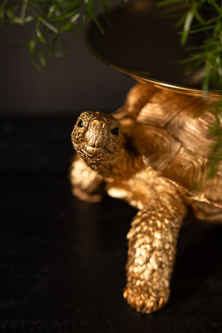 Close-up of the face of the Gold Tortoise With Tray.
