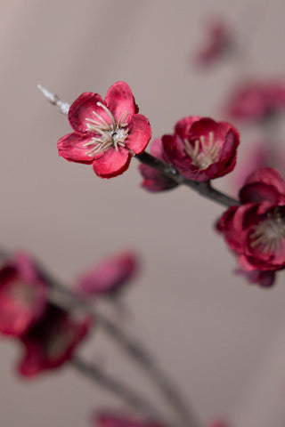 Image of the colour of the Pretty Faux Cherry Blossom Stem in Burgundy