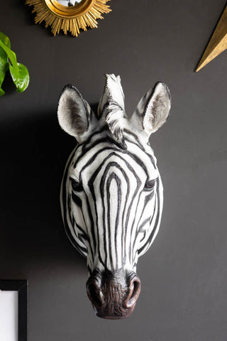 The Zebra Head Wall Art seen from straight on displayed on a black wall, with a gold decorative mirror, star ornament, art print and a plant.