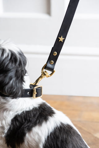 Image of the Black Leather Dog Lead With Stars on a collar