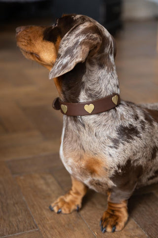 Image of the Brown Leather Dog Collar With Hearts - 5 Available Sizes