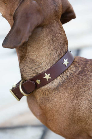 Image of the Brown Leather Dog Collar With Stars - 5 Available Sizes