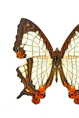 Close-up image of the Common Mapwing Butterfly Art Print
