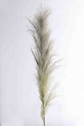 Image of the Cream Pampas Stem on a light background