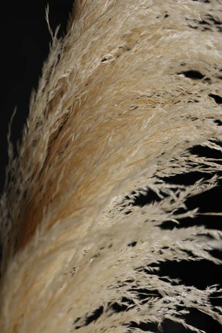 Close-up image of the natural texture on the Cream Pampas Stem