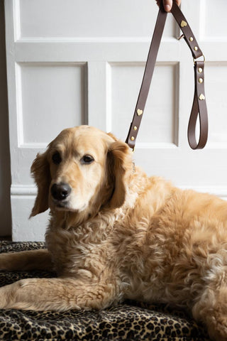 Image of the Dark Brown Leather Dog Lead With Hearts