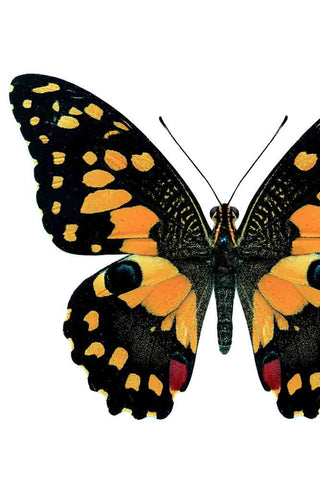 Close-up image of the Deep Lime Swallowtail Butterfly Art Print