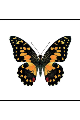 Image of the Deep Lime Swallowtail Butterfly Art Print - Unframed