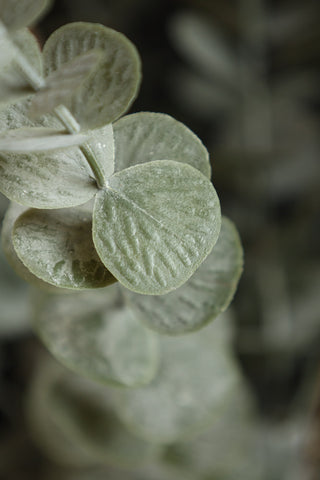 Close-up image of the Faux Eucalyptus Plant In Pot