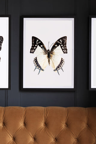 Image of the Framed Beautiful Hairstreak Butterfly Art Print