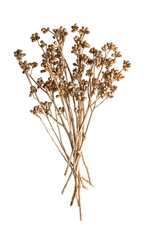 Image of the Gorgeous Gold Dried Mini Seed Pods on a white background