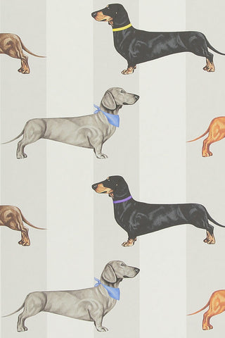 Close-up image of the Graduate Collection Dachshund Stripe Wallpaper