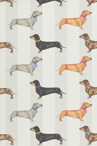 Image of the Graduate Collection Dachshund Stripe Wallpaper