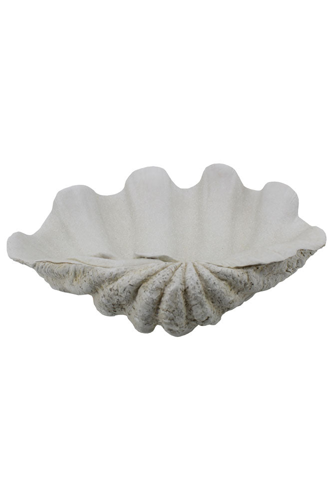 Display Clam Shell White Clam Shell Seashell Feeding Dish – Holy Poly Isopods