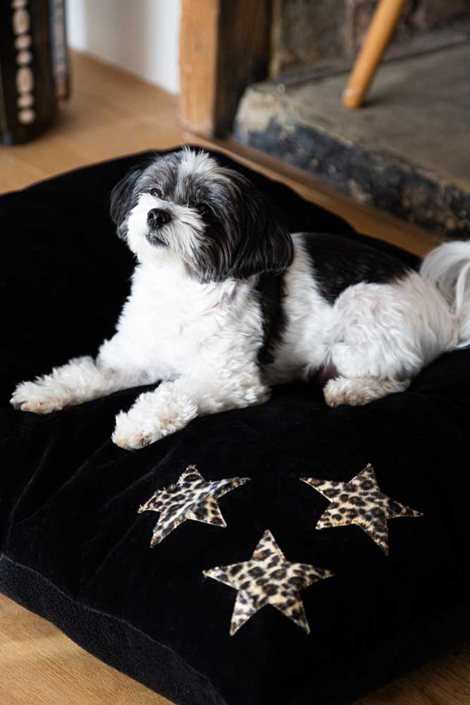 Leopard Stars Dog Bed Available Sizes - Main Image
