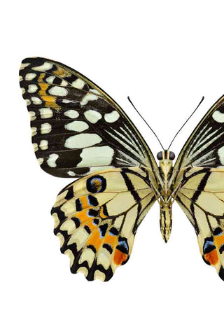 Close-up image of the Pale Lime Swallowtail Butterfly Art Print