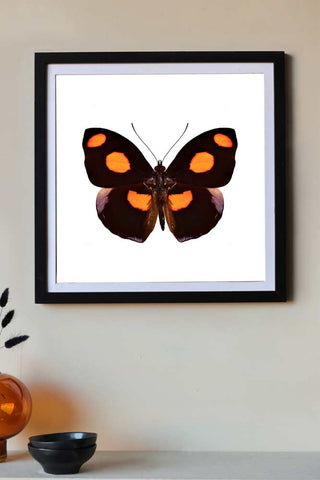 Pansy Butterfly Art Print - Available Framed Unframed