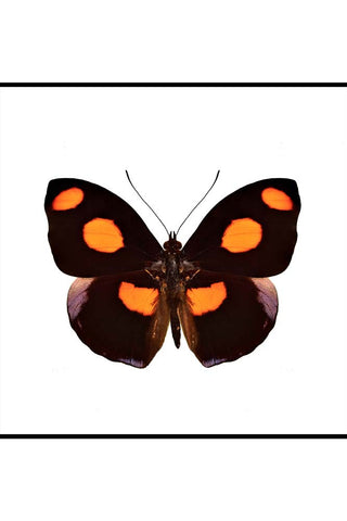 Pansy Butterfly Art Print - Available Framed Unframed