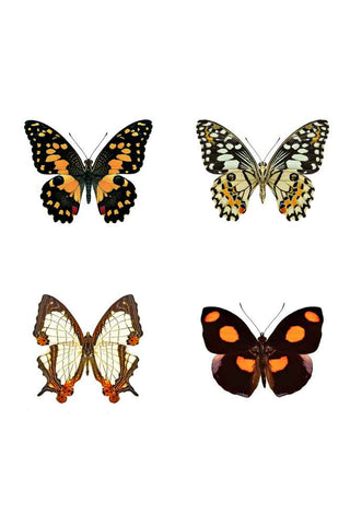 Image of the Set of 4 Beautiful Butterfly Art Prints - Unframed