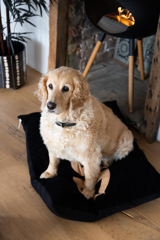 Image of the Stud Dog Bed - 3 Available Sizes