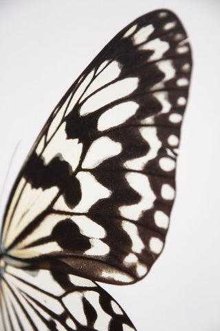 Image of the right wing on the Unframed Beautiful Checkered Butterfly Art Print