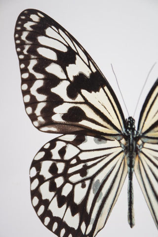 Image of the left wing on the Unframed Beautiful Checkered Butterfly Art Print