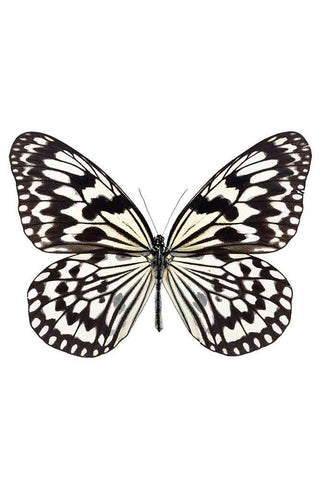 Image of the Unframed Beautiful Checkered Butterfly Art Print