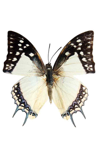 Beautiful Hairstreak Butterfly Art Print - Framed Or Unframed