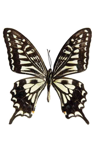 Image of the Unframed Beautiful Swallowtail Butterfly Art Print