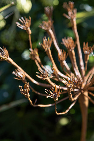 Close-up image of the Wild Fennel Solar Light in the day