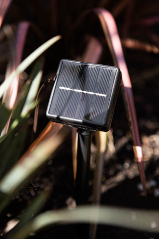 Image of the solar panel with the Wild Fennel Solar Light