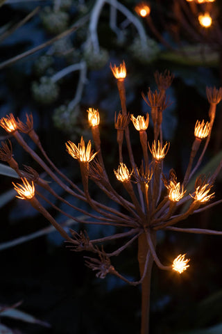 Close-up image of the Wild Fennel Solar Light at night