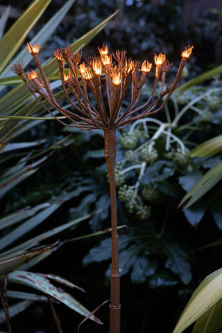 Image of the Wild Fennel Solar Light at dusk